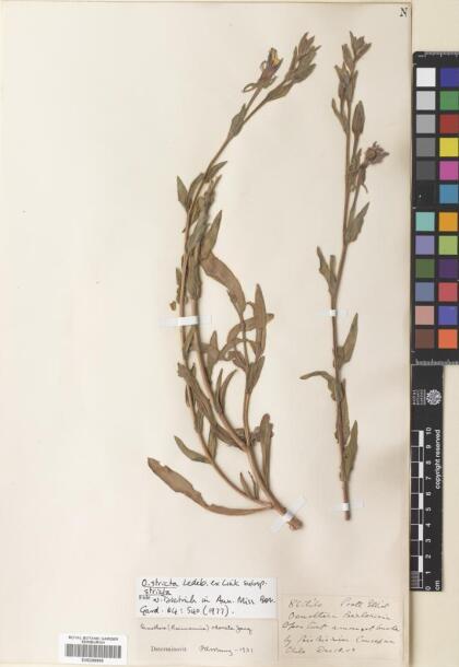 Oenothera stricta subsp. stricta [Espécimen: ]