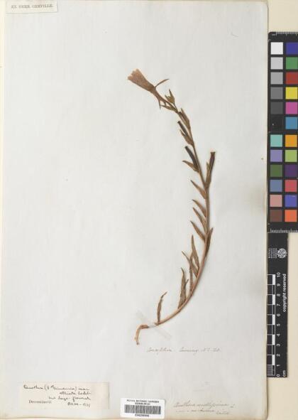 Oenothera stricta [Espécimen: ]