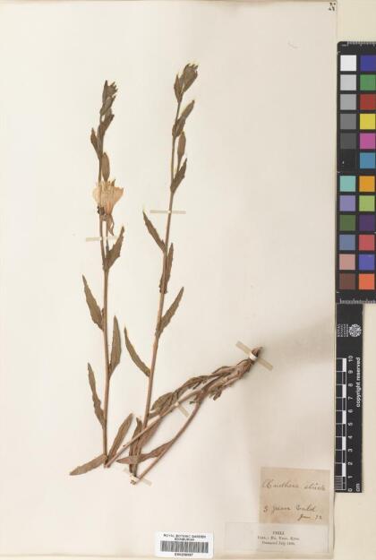 Oenothera stricta [Espécimen: ]