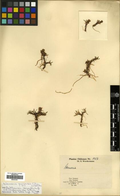 Werneria pygmaea [Espécimen: ]