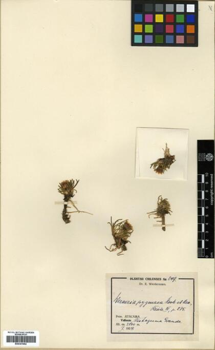 Werneria pygmaea [Espécimen: ]