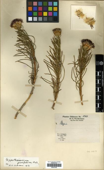 Gypothamnium pinifolium [Espécimen: ]