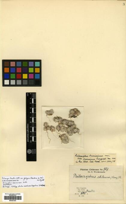 Psilocarphus tenellus var. globifer [Espécimen: ]