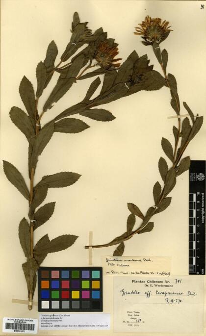 Grindelia glutinosa [Espécimen: ]