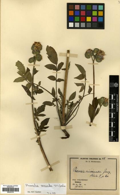 Phacelia secunda [Espécimen: ]