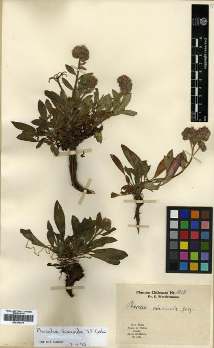 Phacelia secunda [Espécimen: ]
