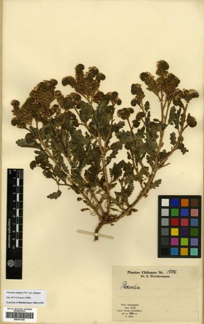 Phacelia setigera [Espécimen: ]