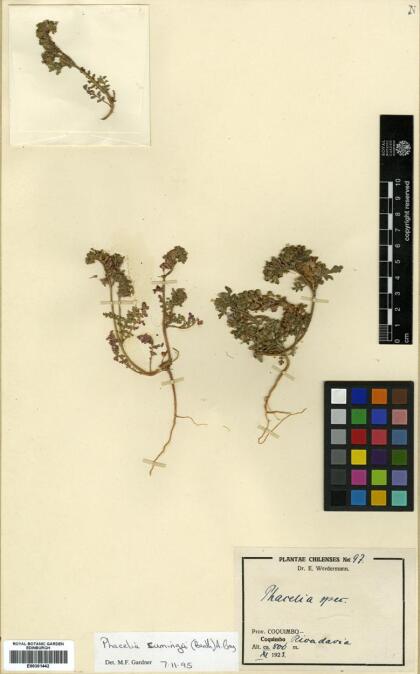 Phacelia cumingii [Espécimen: ]