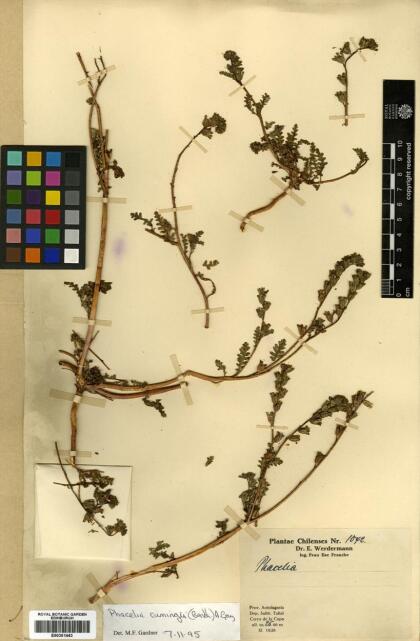 Phacelia cumingii [Espécimen: ]