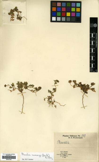 Phacelia cumingii [Espécimen: ]