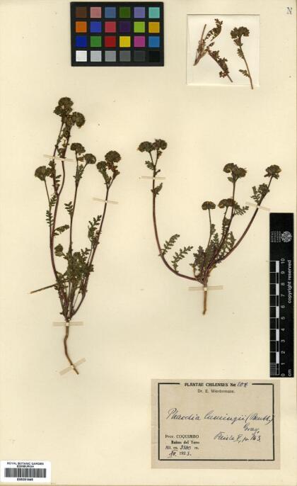 Phacelia cumingii [Espécimen: ]