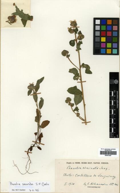 Phacelia secunda [Espécimen: ]