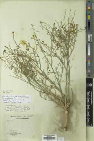 Neuontobotrys linearifolia [Espécimen: ]