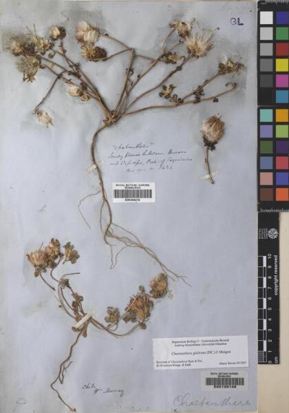 Chaetanthera glabrata [Espécimen: ]