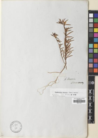 Camissonia dentata [Espécimen: ]