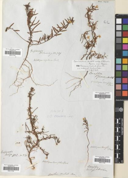 Camissonia dentata [Espécimen: ]