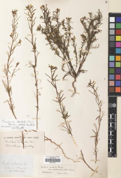 Camissonia dentata [Espécimen: ]