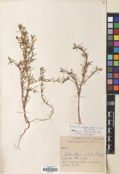Camissonia dentata [Espécimen: ]