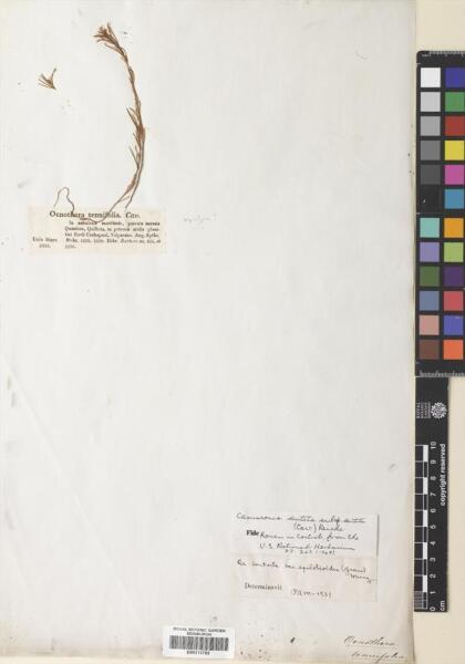 Camissonia dentata [Espécimen: ]