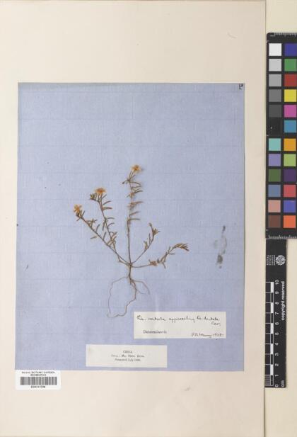 Camissonia dentata [Espécimen: ]