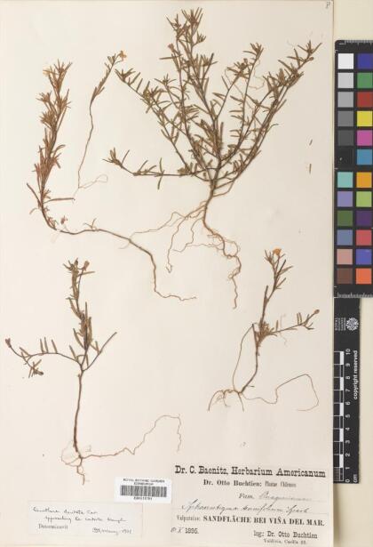 Camissonia dentata [Espécimen: ]