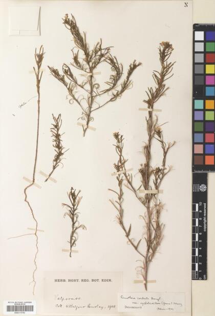 Camissonia dentata [Espécimen: ]