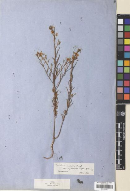 Camissonia dentata [Espécimen: ]
