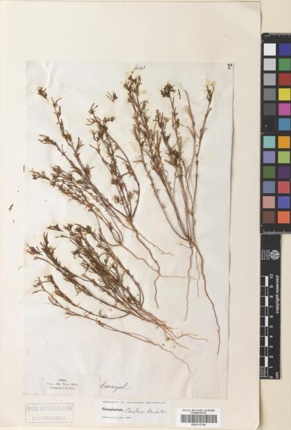 Camissonia dentata [Espécimen: ]