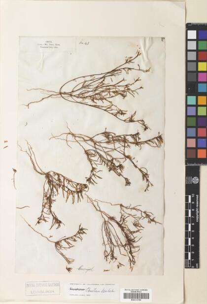 Camissonia dentata [Espécimen: ]