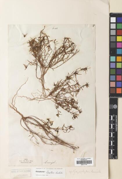 Camissonia dentata [Espécimen: ]