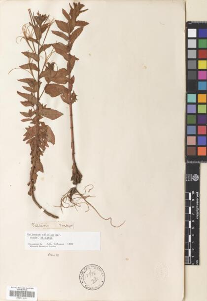 Epilobium ciliatum [Espécimen: ]