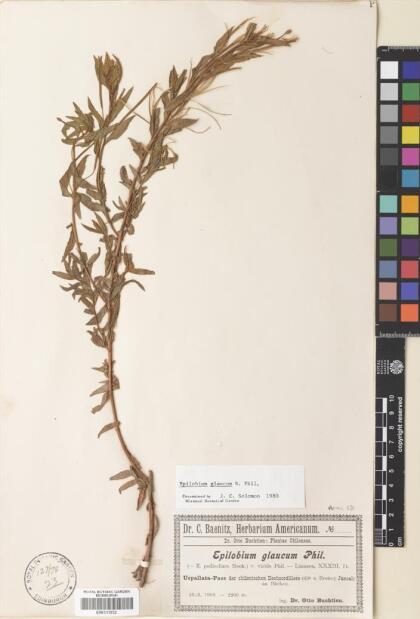 Epilobium glaucum [Espécimen: ]