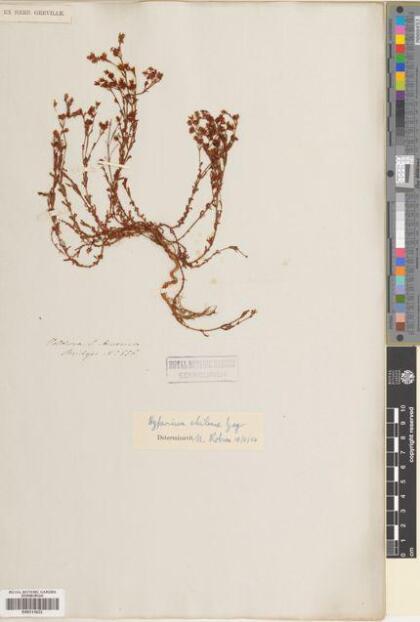 Hypericum caespitosum [Espécimen: ]