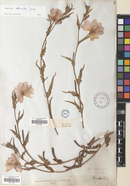 Oenothera odorata [Espécimen: ]