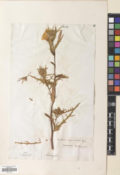 Oenothera coquimbensis [Espécimen: ]