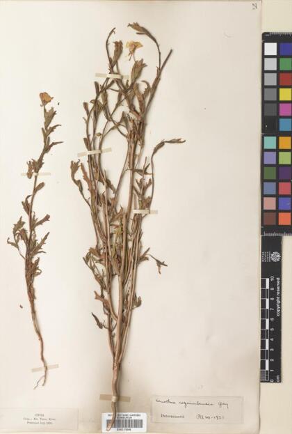 Oenothera coquimbensis [Espécimen: ]