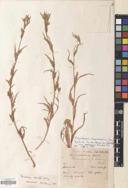 Oenothera coquimbensis [Espécimen: ]
