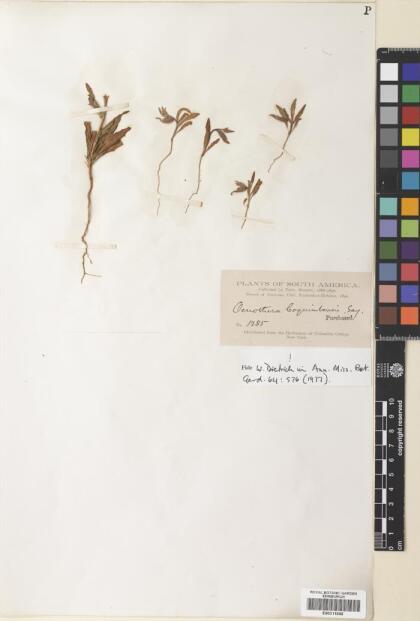 Oenothera coquimbensis [Espécimen: ]