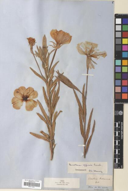 Oenothera affinis [Espécimen: ]