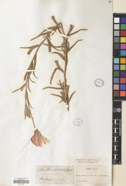 Oenothera affinis [Espécimen: ]