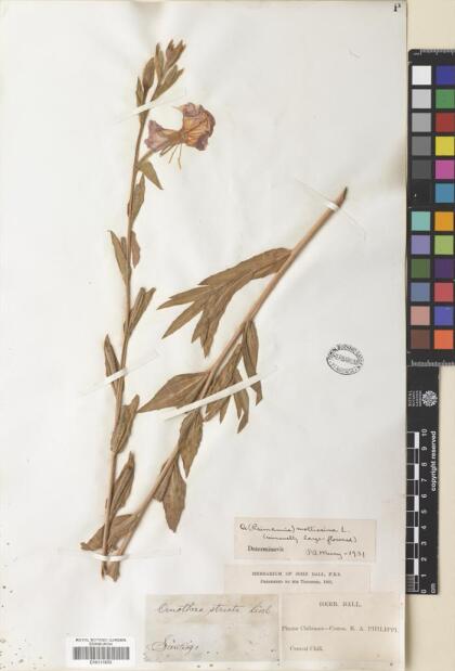 Oenothera stricta [Espécimen: ]