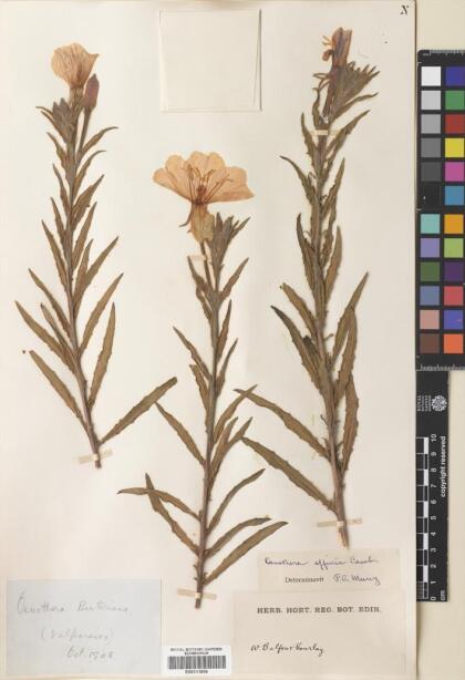 Oenothera affinis [Espécimen: ]