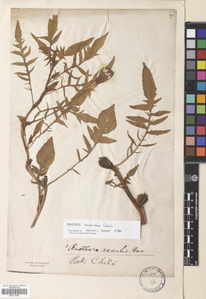 Oenothera acaulis [Espécimen: ]