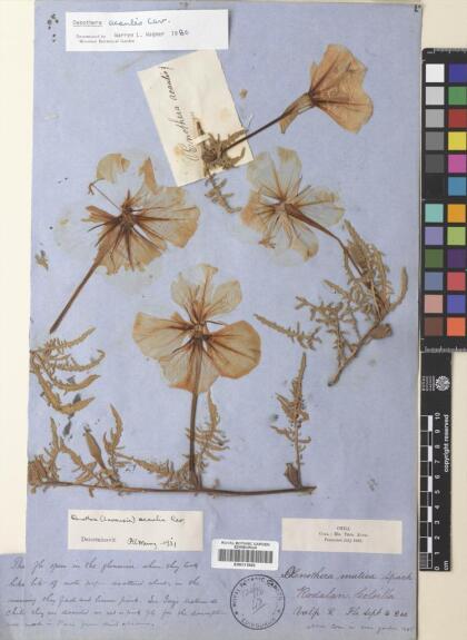 Oenothera acaulis [Espécimen: ]