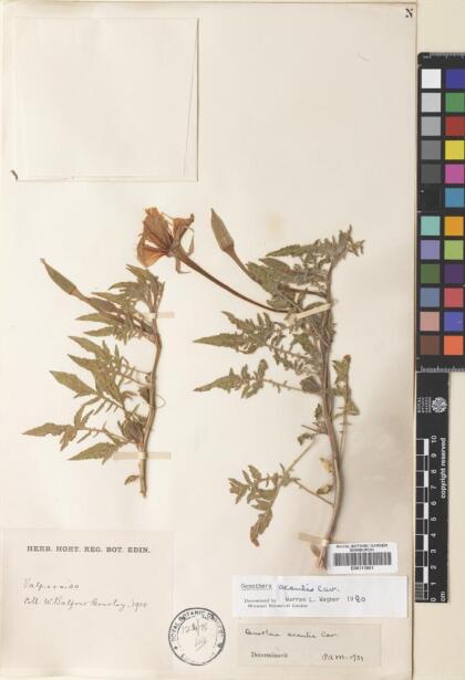 Oenothera acaulis [Espécimen: ]