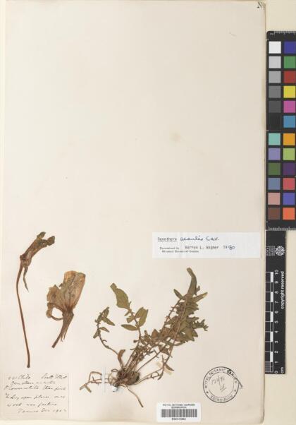 Oenothera acaulis [Espécimen: ]