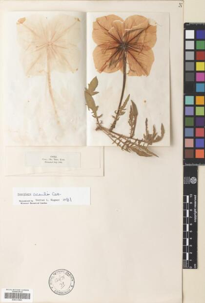 Oenothera acaulis [Espécimen: ]
