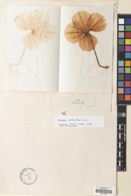 Oenothera acaulis [Espécimen: ]