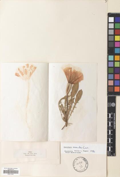 Oenothera acaulis [Espécimen: ]