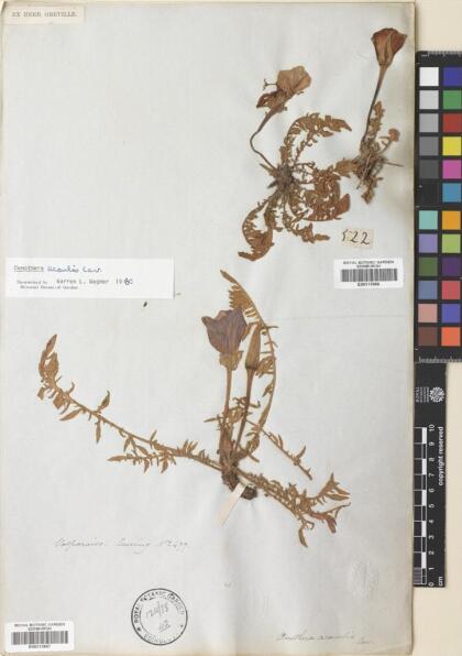 Oenothera acaulis [Espécimen: ]